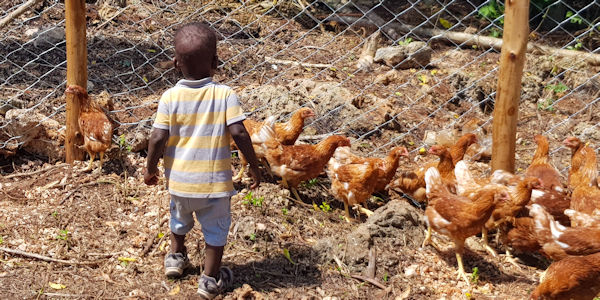 het-kippen-project-is-terug-bij-dcv-kenia