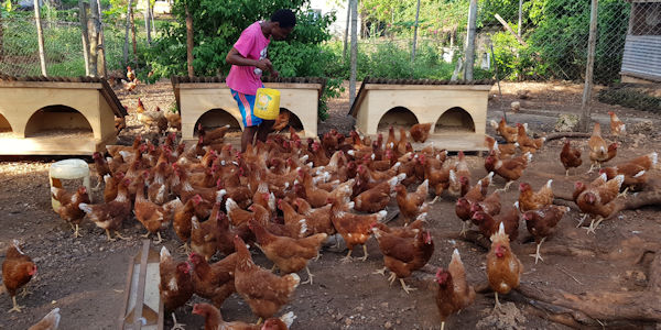 kippen-houden-en-eten-geven-bij diani-childrens-village-kenia