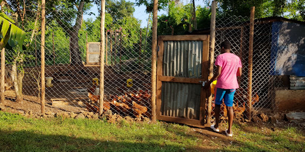 kippen-houden-voeren-en-verzorgen-diani-childrens-village-kenia
