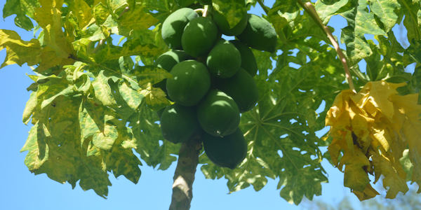 groente-oogsten-tropische-papaya