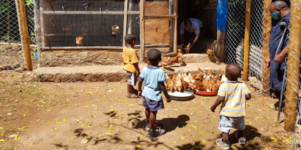 doneer-kippenvoer-aan-diani-childrens-village-kenia